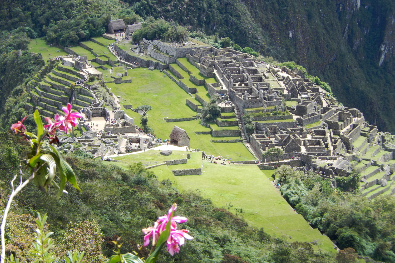 Peru Plants